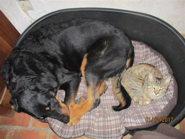  domainedelalicorne.fr photo chien beauceron photo chiot beauceron Elevage de beauceron chiot beauceron pure race élevage du clos de la licorne elevage des gardiens de la licorne elevage beauceron noir et feu authentique gros gabarits élevage de Beauceron familial sérieux et qualité domainedelalicorne.fr suivi des chiots conseil d’éducation chiot propre bas rouge santé caractère spécialiste du beauceron noir et feu ou arlequin chien rustique berger de France  nos chiots sont élevés avec amour et attention notre passion au service de la qualité Beauceron de qualité et sportif domaine de la licorne 04380 BARRAS élevage en liberté éleveur berger de beauce élevage de beauceron de travail 06 11 20 51 93 site domainedelalicorne.fr mail domainedelalicorne@gmail.com